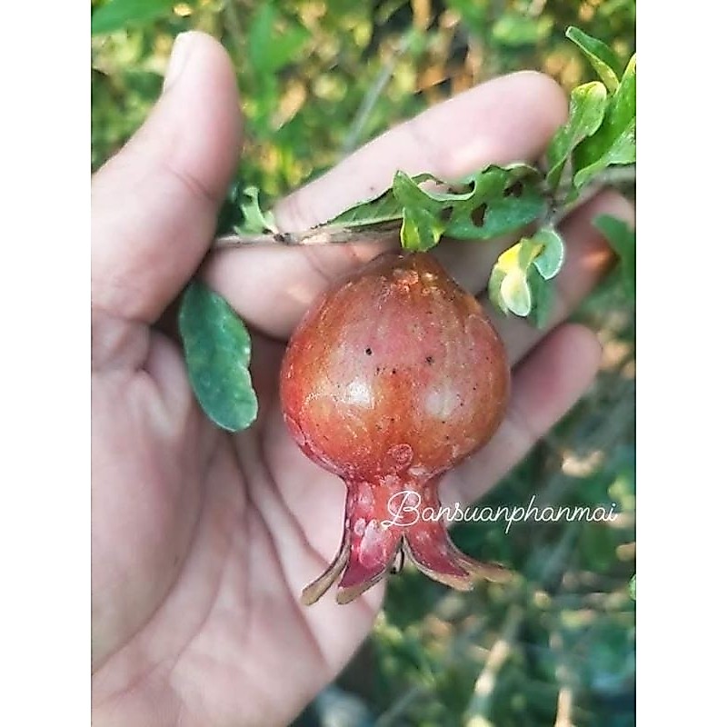 ต้นทับทิมสายพันธุ์บังวา1เมตร