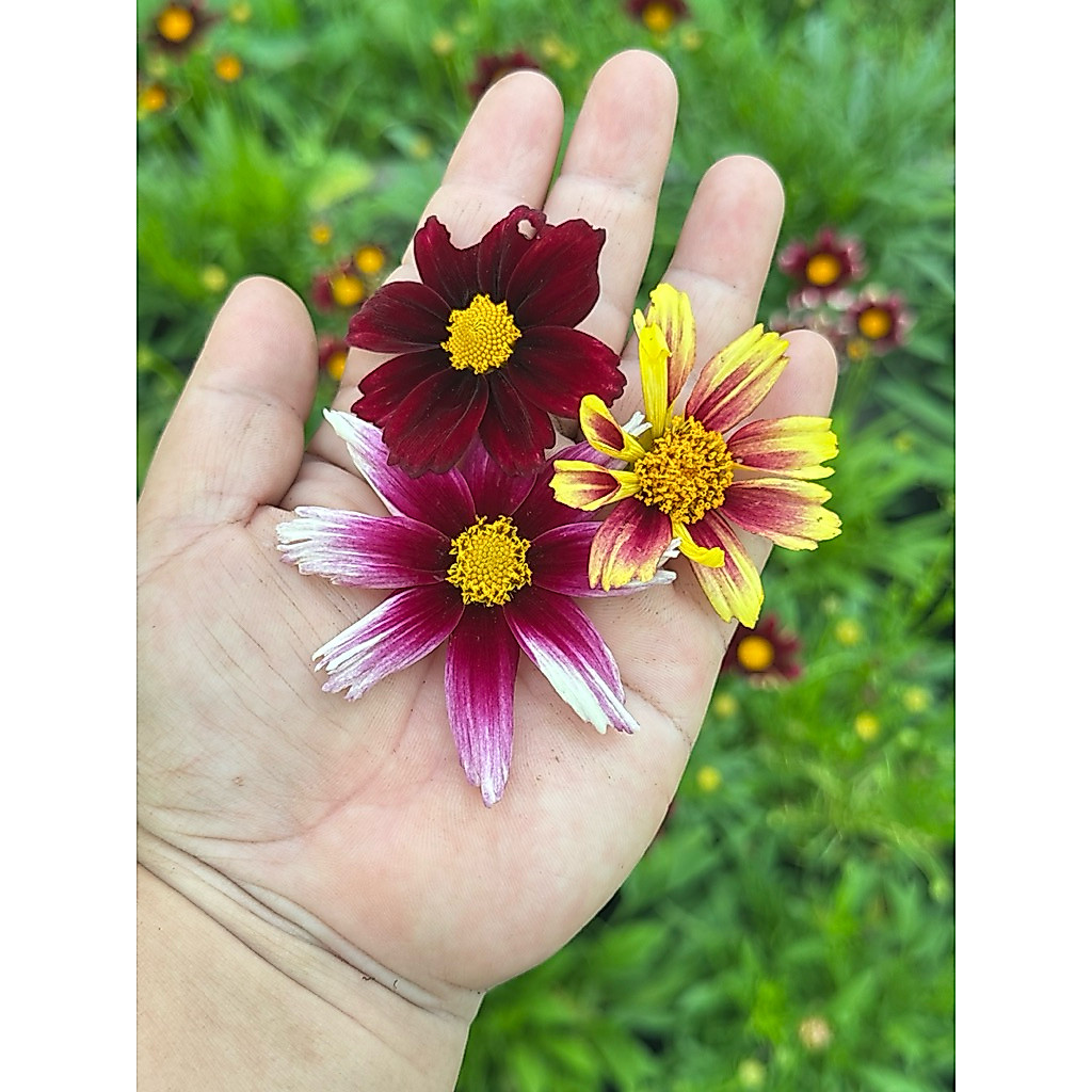 จันทร์ฉาย 3 สี  // โครีออปซิส (Coreopsis)