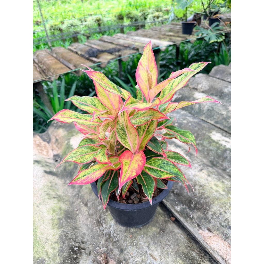 มุมมอง 6