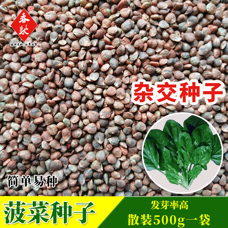 ⭐10.7 นิตยสาร Big Leaf Spinach Seeds g Wrapped Spinach Seeds