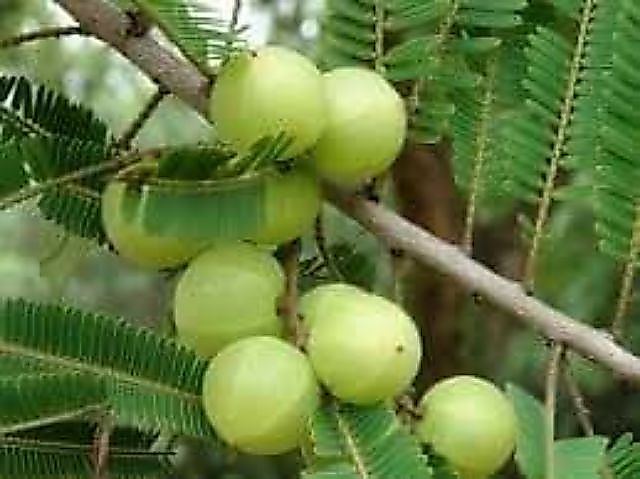 เมล็ดพันธุ์มะขามป้อม20เมล็ด เพาะง่าย อัตราการงอกสูง