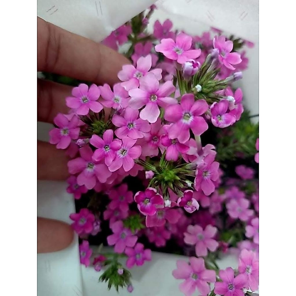 ต้นดอกเวอร์บีน่าไม้เลื้อยสีชมพู 1 ต้นถุงดำเล็ก ไม้เลื่อย ไม้ดอกตกแต่ง🌱