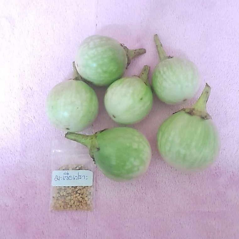 เมล็ดพันธุ์มะเขือเปราะ 100 เมล็ด