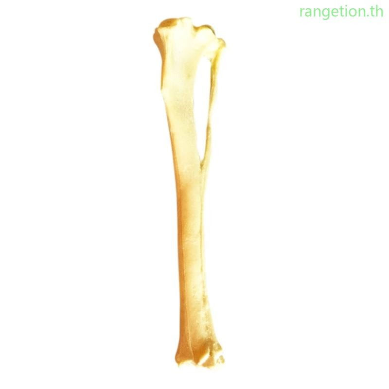 RAN สุนัข Tibia Skeletal รุ่นกระดูกสุนัขรุ่นสุนัข Anatomy Tibia Skelทารกในครรภ์รุ่นช่วยสอน