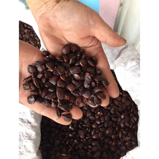 เม็ดมะขาม แบ่งขาย 900g. พร้อมลงปลูก เมล็ดมะขามเปรี้ยว สำหรับเพาะแนวรั่ว หรือคั่วกาแฟ คั่วกินได้