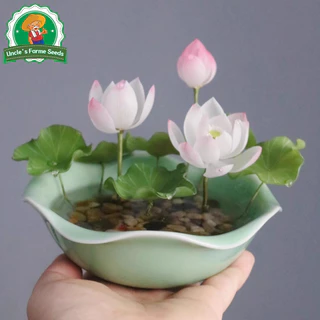 เมล็ดพันธุ์ ดอกบัวน้ำ บัวจิ๋วญี่ปุ่น เมล็ดดอกบัวน้ำ บรรจุ 20 เมล็ด สีผสม Mini Lotus Water Lily Seeds Bonsai Seeds
