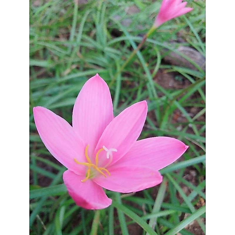 บัวดินสีชมพู Chocky pink