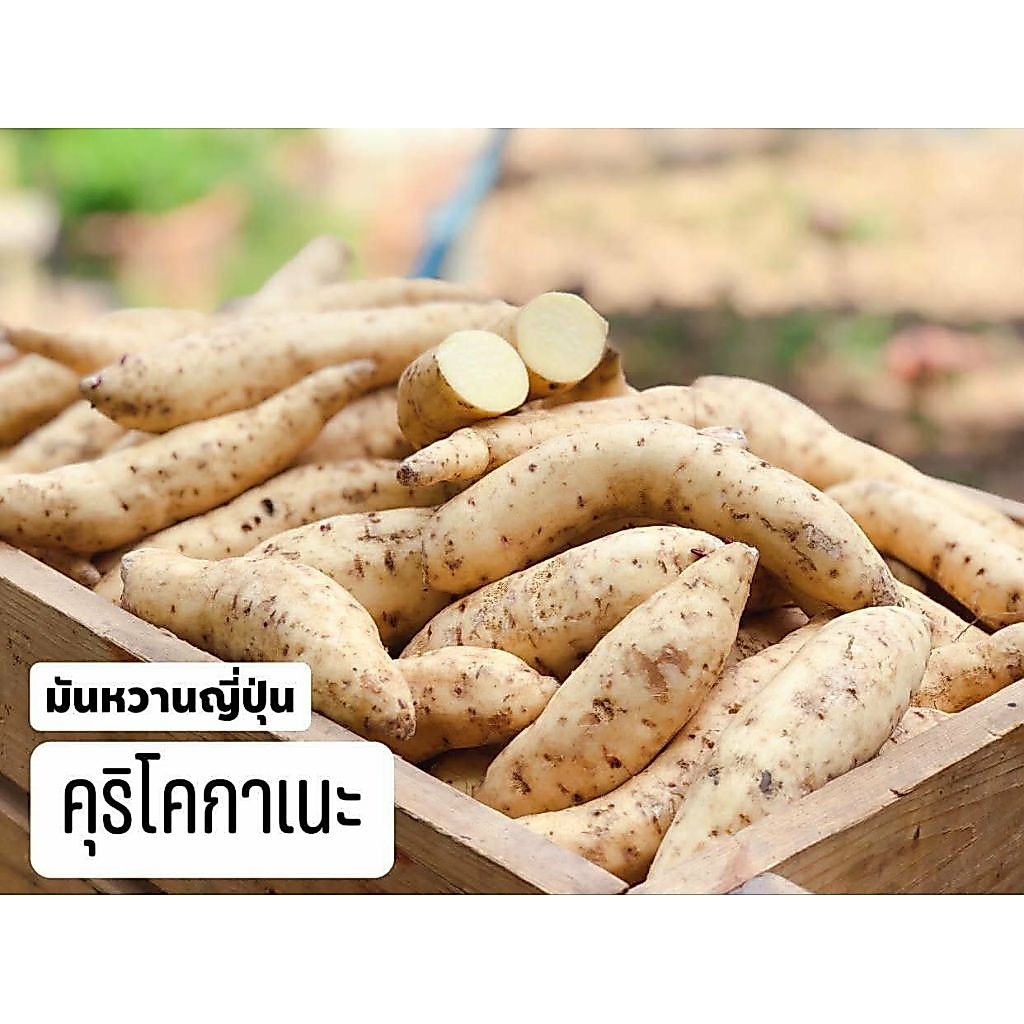 มันหวานคุริโคกาเนะ KuriKogane เซท 5 กิโลกรัม คุ้มสุดๆ