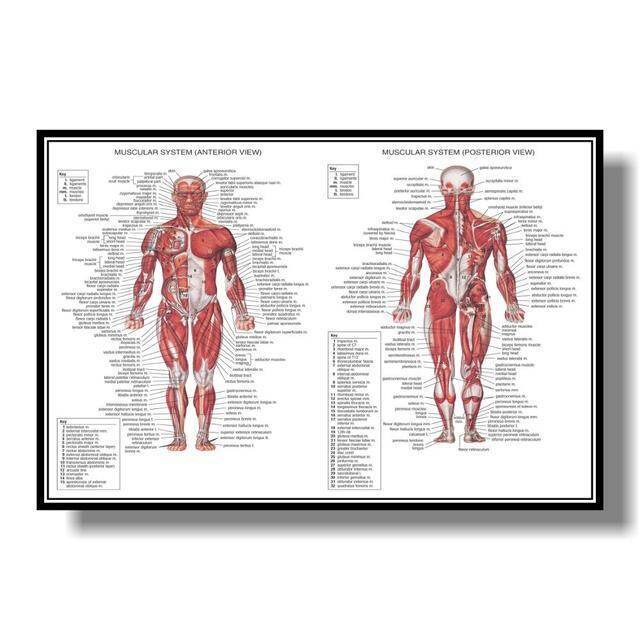 ระบบกล้ามเนื้อ Anatomy โปสเตอร์กล้ามเนื้อ Human Anatomy Diagram Human Anatomy โปสเตอร์ทางการแพทย์โรง