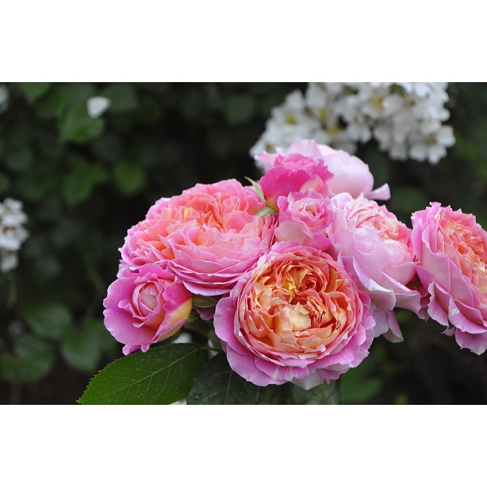 French Monet Claude Monet (Claude Monet) แนะนํา Ouyue, Bush, Yellow, Stripes