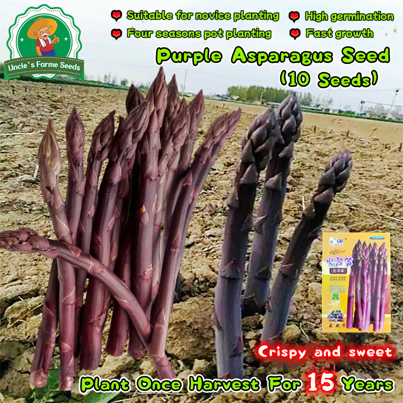 10 เมล็ด หน่อไม้ฝรั่งม่วง Purple Asparagus Seeds for Planting Vegetable Plant เมล็ดหน่อไม้ฝรั่ง หน่อไม้ฝรั่ง อร่อยมากกก