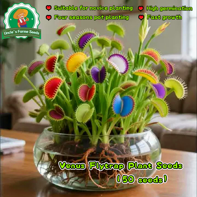 50เมล็ด/ซอง กาบหอยแครงปากแดง เมล็ดพันธุ์ Venus Flytrap Seeds for Planting Carnivorous Plants Flower Seeds Succulents