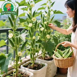 เมล็ดพันธุ์ ผักกระเจี๊ยบ บรรจุ 60เมล็ด Green Okra Seeds for Planting Vegetables Plants เมล็ดกระเจี๊ยบ เมล็ดพันธุ์ผัก