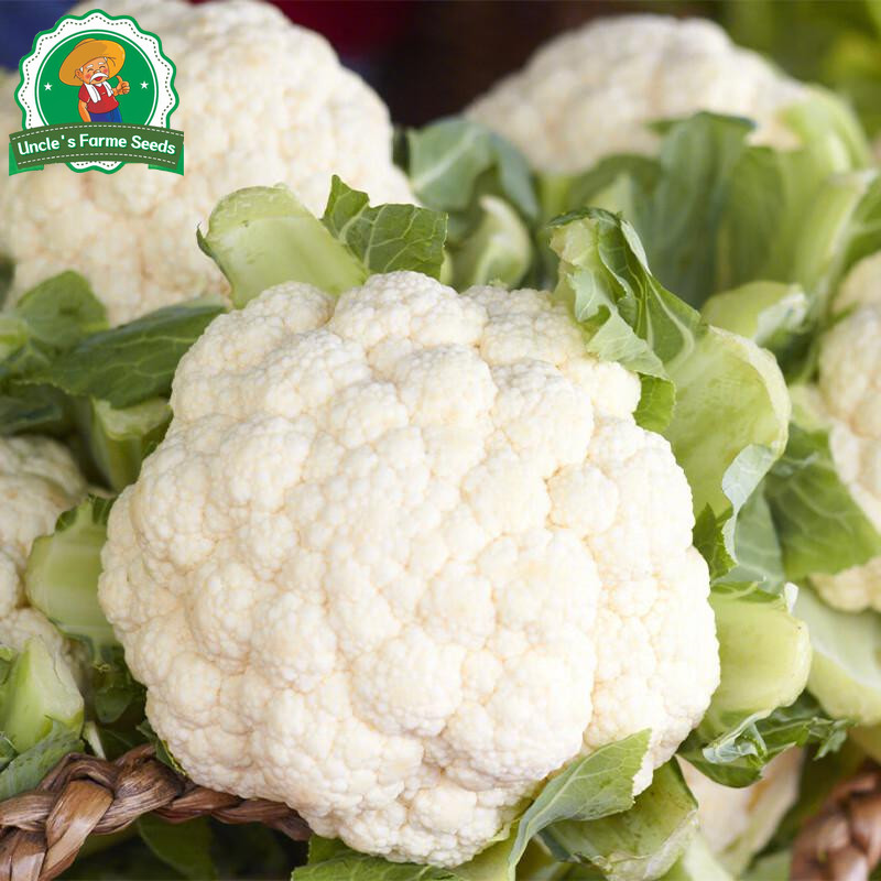 ดอกใหญ่จริง 350เมล็ด เมล็ด​พันธุ์​ กะหล่ำดอก​ White Cauliflower​ Seeds for Planting Vegetables Plants เมล็ดพันธุ์คุณภาพ - รูปที่ 2