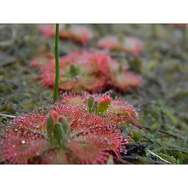 NEW เมล็ดพืชกินแมลง Drosera burmannii (หยาดน้ำค้างจอกบ่วาย) 50 เมล็ด พร้อมคู่มือการเพาะเมล็ด