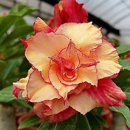 4 เมล็ด ชวนชม สายพันธุ์ Isaacs สีส้ม กุหลาบทะเลทราย Desert Rose Adenium Seeds