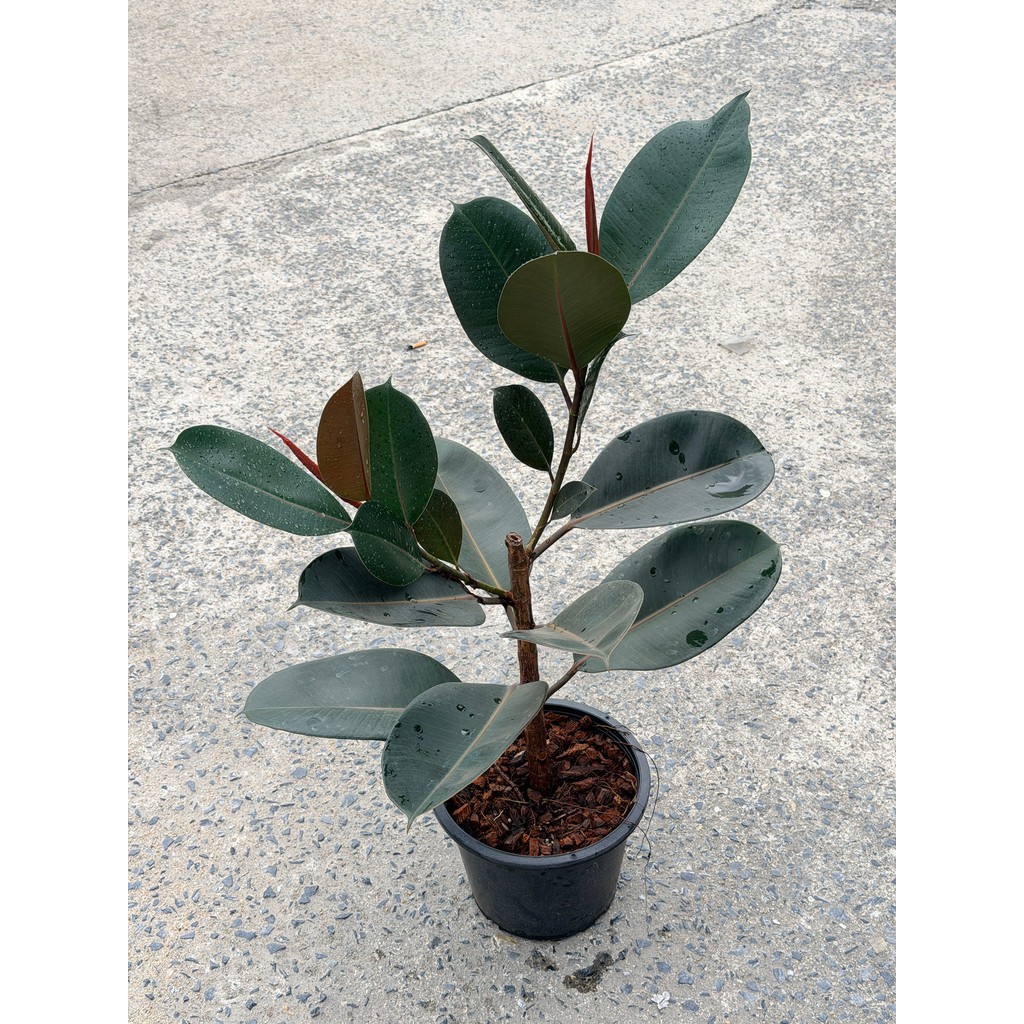 มุมมอง 4