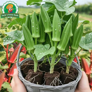 เมล็ดพันธุ์ ผักกระเจี๊ยบ บรรจุ 60เมล็ด Green Okra Seeds for Planting Vegetables Plants เมล็ดกระเจี๊ยบ เมล็ดพันธุ์ผัก