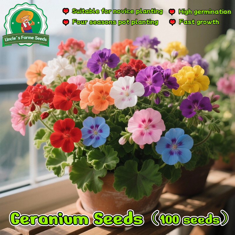 เมล็ดพันธุ์ เจอเรเนียม บรรจุ 100เมล็ด คละสี Mixed Geranium Flower Seeds for Planting Geranium Plants เมล็ดดอกไม้