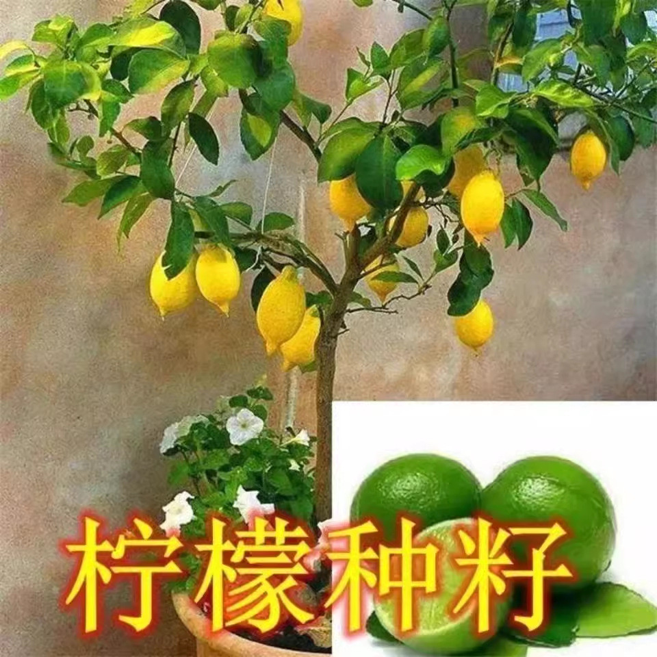 Lemon Fruit Tree Courtyard Lemon Tree Lemon Garden Greening Four Seasons Edible Seed Planting Seed น