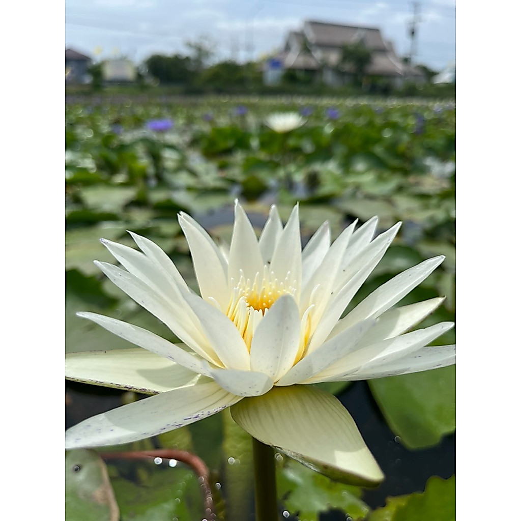 บัวไทยสีขาว ขาวมงคล ดอกหอม