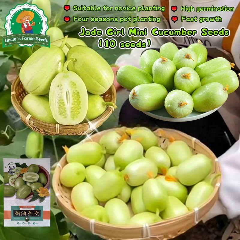 เมล็ดพันธุ์แตงกวาไขไก่ เมล็ดแตงกวามินิ 10เมล็ด แตงกวาแคระ แตงกวาจิ๋ว Mini Cucumber Seeds for Planting Vegetables Plants