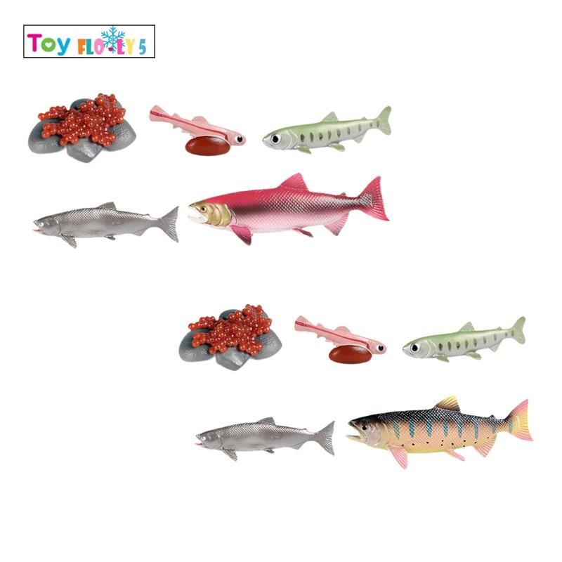 [Flurishroly5] Life Cycle of Salmon Toys, Animal Growth Cycle Set, Science Teaching Aids, Farm Anima