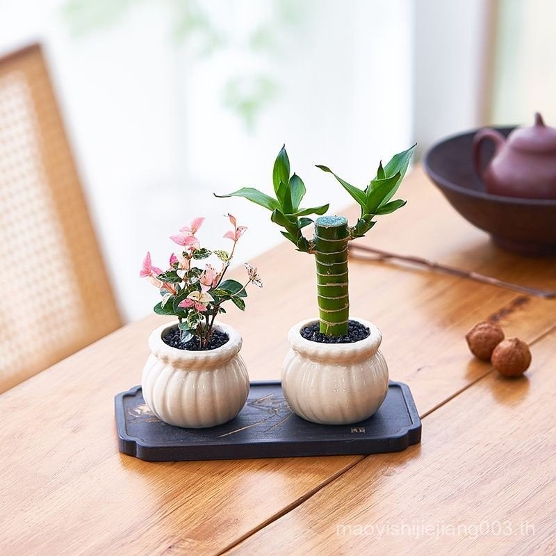 เดสก์ท็อปมินิกระถางต้นไม้ไม้ไผ่ Cypress ดอกไม้ Leaf Luoshi Fugui ไม้ไผ่สํานักงานในร่มโต๊ะน้ําชาพืช G