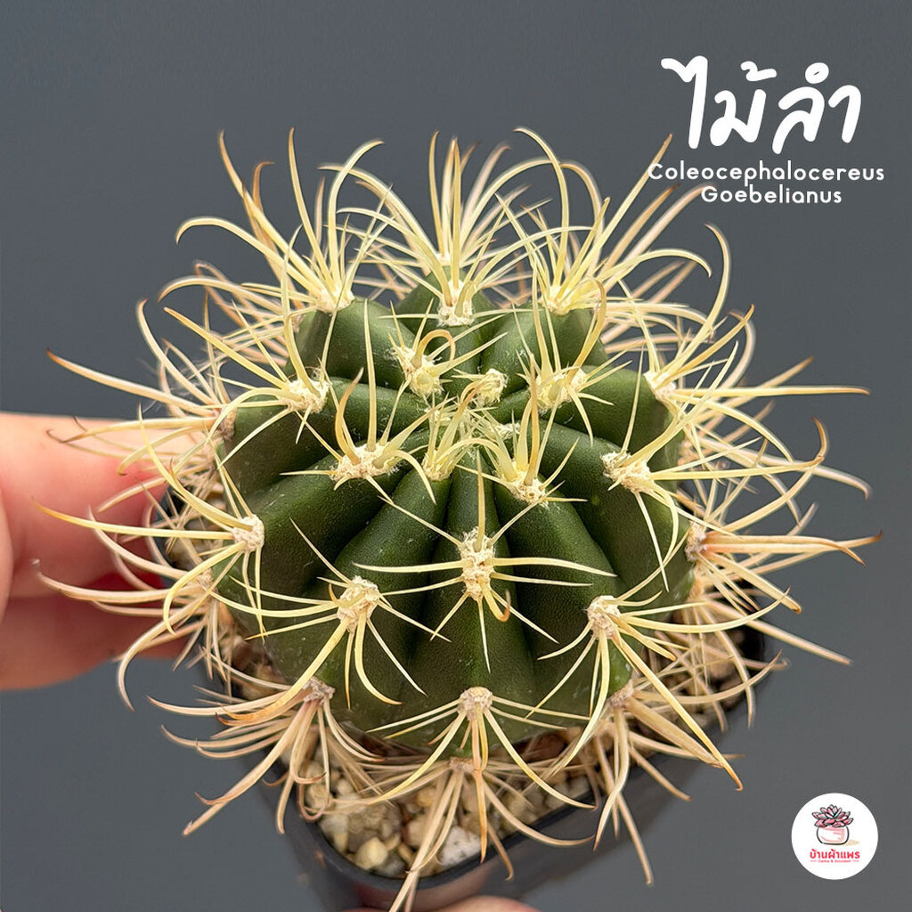 ตอบลูขน ไม้ลำ Pilosocereus Pachycladus แคคตัส กระบองเพชร cactus&succulent