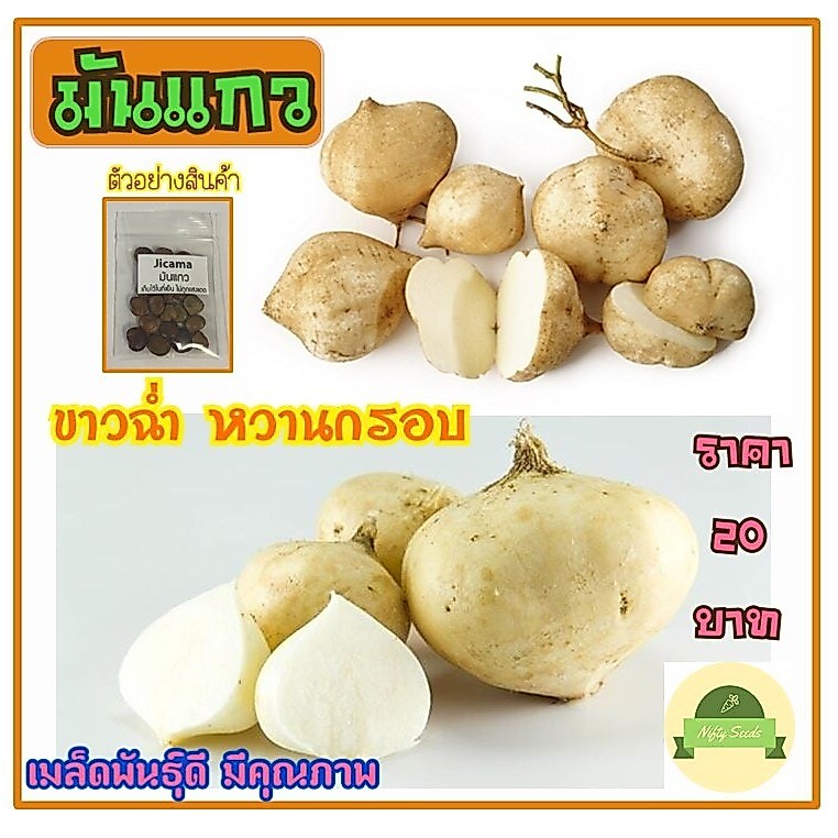 เมล็ดพันธุ์ มันแกว เมล็ดมันแกว หวานกรอบ