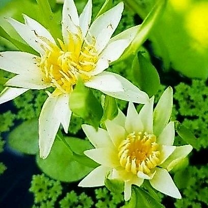 🌼ไม้มงคล🌼 บัวนางกวักสีขาวครีม🌼 ดอกดกกว่า.บัวพันธ์ไป🌼 ออกดอกตลอดปี...🍃