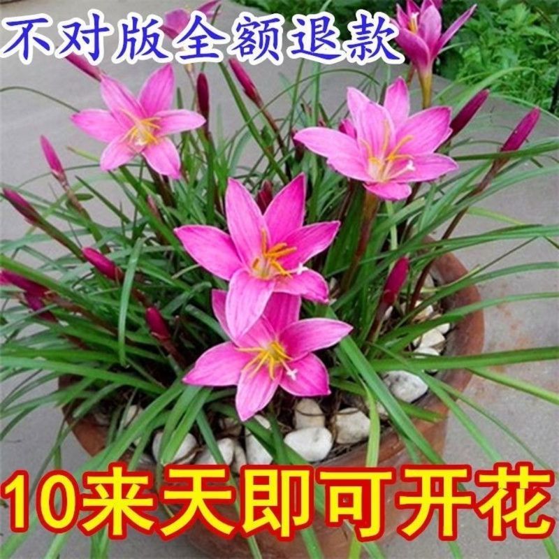 Fengyu Orchid ปลูกดอกไม้สารานุกรมกระถางต้นไม้ลานดอกไม้ดอกระเบียง Four Seasons Leek Orchid Leek Lotus