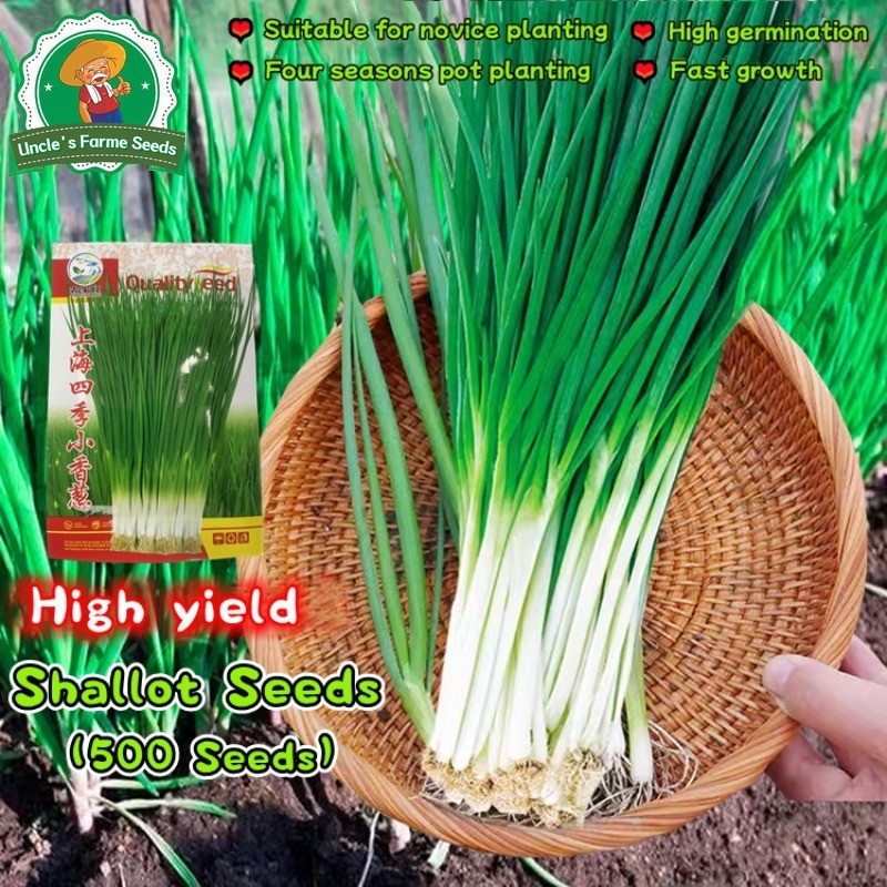 700 เมล็ด เมล็ดพันธุ์ ต้นหอม หอมแดง Full Seasons Shallot Seeds for Planting Vegetables Plants เมล็ดหอมแดง เมล็ดพันธุ์ผัก