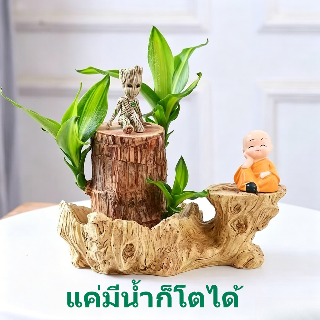 🌲ดอกบานยาวถึง 200 วัน ต้นบราซิลไฮโดรโปนิกส์ ต้นไม้มงคลเรียกทรัพย์ โตง่ายมาก มีส่งจากกรุงเทพฯ