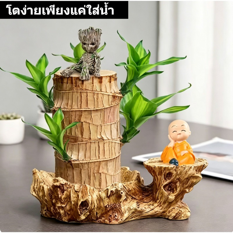 ต้นบราซิลไฮโดรโปนิกส์ แค่มีน้ำก็โตได้ ต้นไม้มงคลเรียกทรัพย์ พร้อมส่งกรุงเทพฯ บานต่อเนื่องยาวถึง 200 วัน