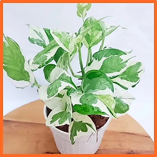 พลูงาช้า🌱เหมาะสำหรับเลี้ยงในห้องน้ำ ไม้ฟอกอากาศ พลูด่างอินเดีย ต้นไม้ฟอกอากาศ ต้นไม้ในห้องนอน ต้นไม้บนโต๊ะทํางาน