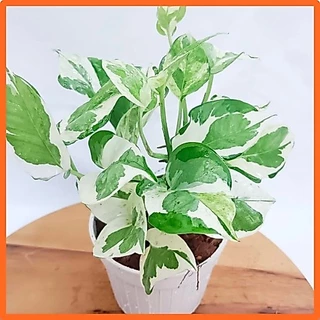 พลูงาช้า🌱เหมาะสำหรับเลี้ยงในห้องน้ำ ไม้ฟอกอากาศ พลูด่างอินเดีย ต้นไม้ฟอกอากาศ ต้นไม้ในห้องนอน ต้นไม้บนโต๊ะทํางาน