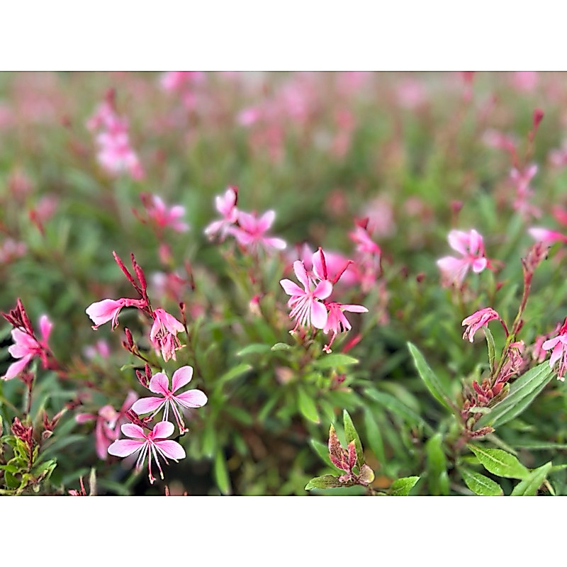 หญ้าฟรุ้งฟริ้ง  แบบถุงดำ // ดอกไม้กินได้ Edible flower