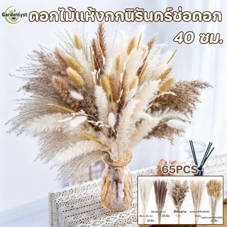 พร้อมส่ง ดอกไม้แห้งกกนิรันดร์ช่อดอก 40 ซม. ช่อดอกไม้กก ตกแต่งบ้าน ลมนอร์ดิก ดอกไม้แห้งธรรมชาติ