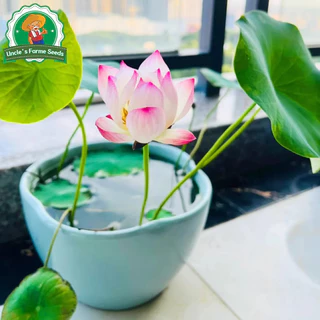 เมล็ดพันธุ์ ดอกบัวน้ำ บัวจิ๋วญี่ปุ่น เมล็ดดอกบัวน้ำ บรรจุ 20 เมล็ด สีผสม Mini Lotus Water Lily Seeds Bonsai Seeds