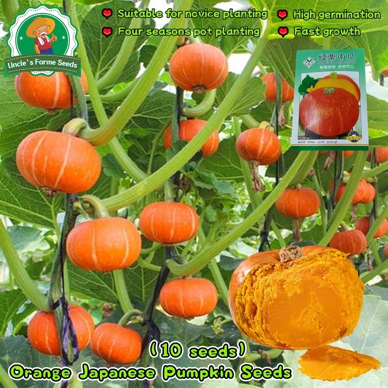 เมล็ดฟักทองญี่ปุ่นสีส้ม 10เมล็ด เมล็ดพันธุ์ฟักทองญี่ปุ่นสีส้ม Orange Japanese Pumpkin Seeds เมล็ดพันธุ์ ฟักทองญี่ปุ่น