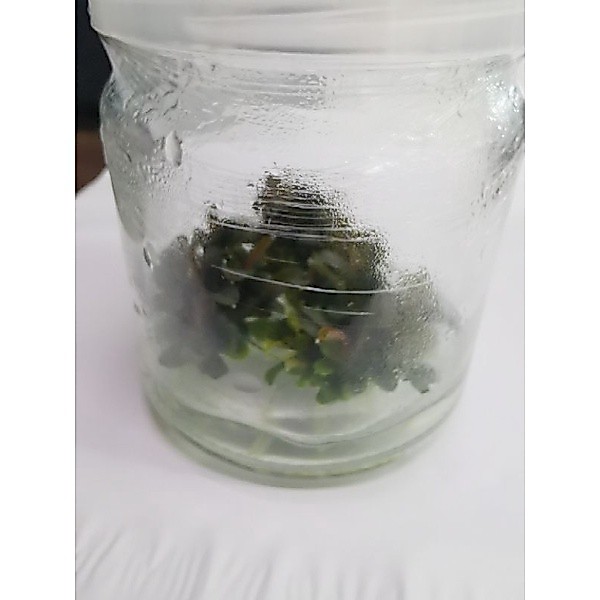 Bucephalandra kadagang mini red(เนื้อเยื่อ ) เล็ก ต้นไม้น้ำ ไม้น้ำตู้ปลา