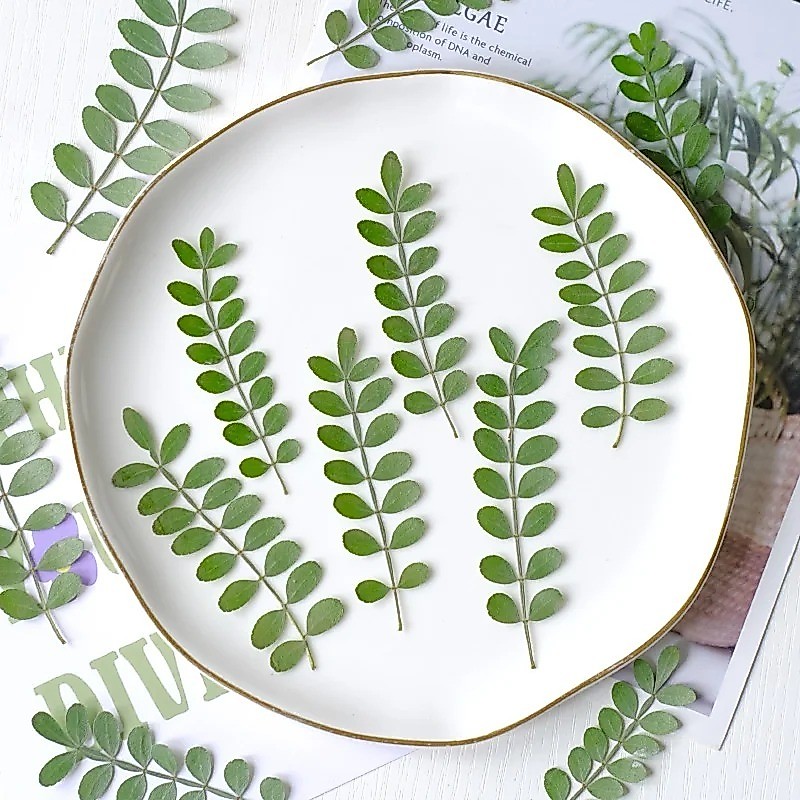 กดดอกไม ้ แห ้ งใบ DIY หยดกาวกรณีโทรศัพท ์ เทศกาลการ ์ ดพืชกรอบรูปตกแต ่ งบ ้ าน,6-8cm/12pcs