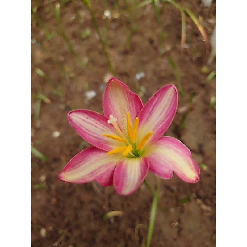 บัวดินสีทูโทน   สมอล ไฮบริด    z.Small Hybrid
