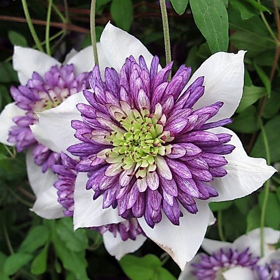 30 เมล็ด กําปองน้อย คำปอง เคล็มแม็ททิส Clematis Seeds สายพันธุ์ คริสเติล ฟาวเทิ่น