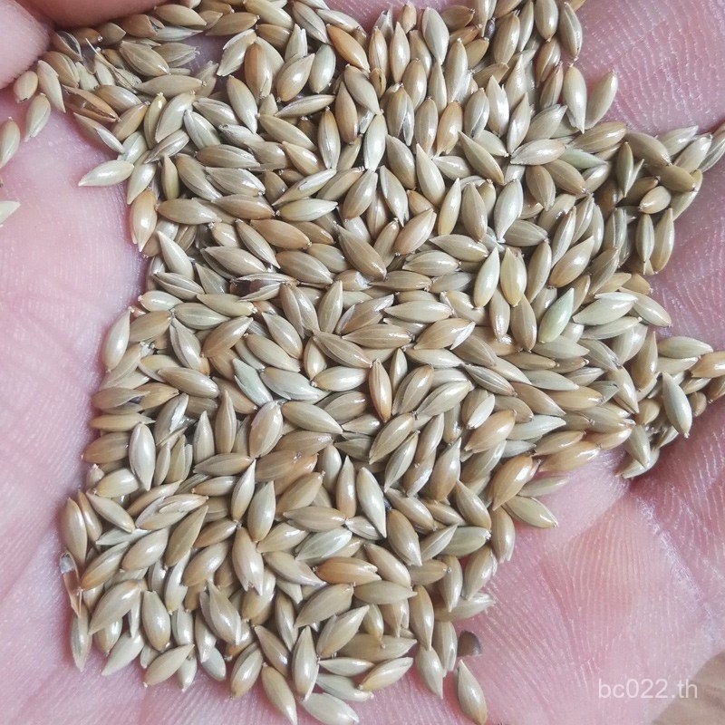 Lizi สีขาวชี้ Millet สีเหลือง Sparrow Parrot Feed Grass Seed Canary จัดส่งฟรี Gana Hibiscus Parrot J