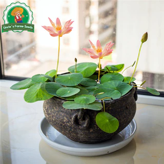 เมล็ดพันธุ์ ดอกบัวน้ำ บัวจิ๋วญี่ปุ่น เมล็ดดอกบัวน้ำ บรรจุ 20 เมล็ด สีผสม Mini Lotus Water Lily Seeds Bonsai Seeds