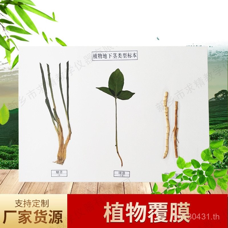 ตัวอย่าง Place Origin ตัวอย่างคุณภาพเคลือบธรรมชาติ แหล่งกําเนิดแสงสีหลัก 0GVG