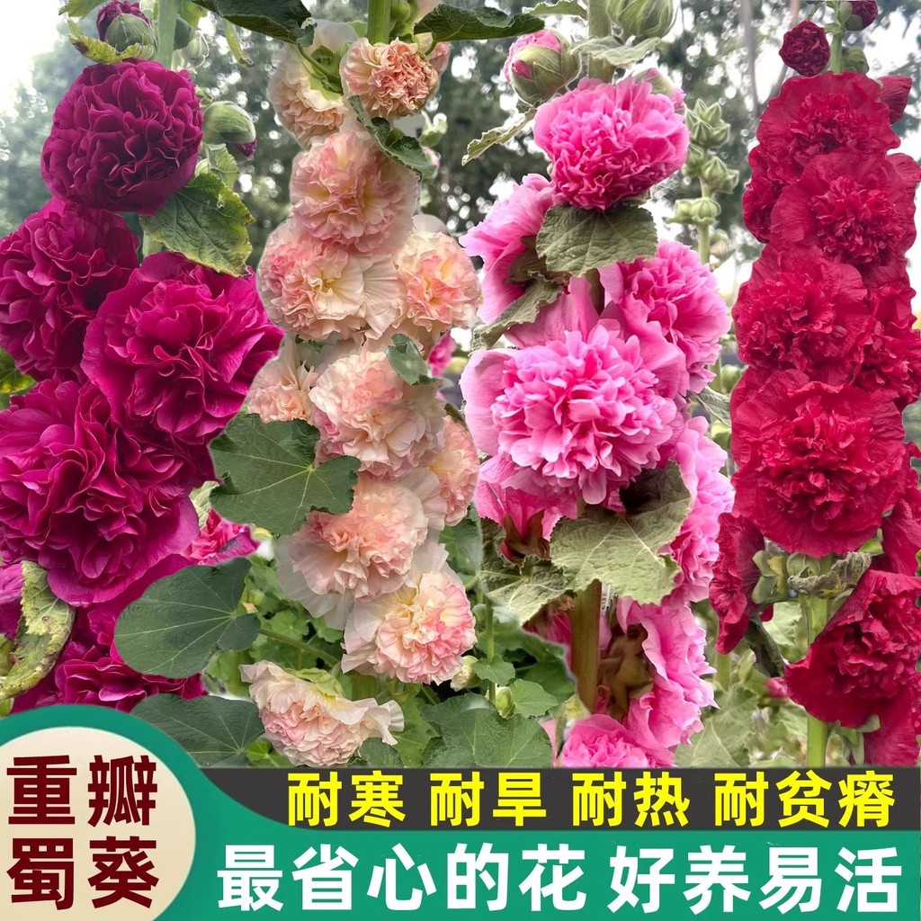 Outdoor Hollyhock ผสมสี Hollyhock Easy-to-Live Flower Seed Four Seasons กลีบคู่ปี 3m Red Seed Flower