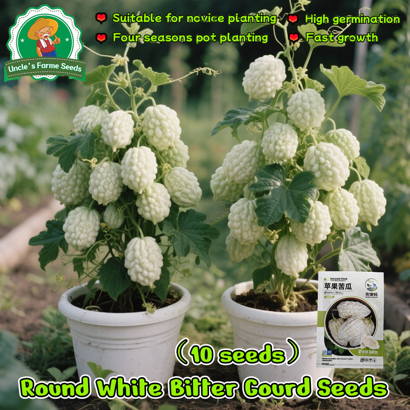 เมล็ดมะระขาวไต้หวัน เมล็ดมะระแอปเปิ้ลขาว 5เมล็ด มะระหัวใจสีขาว Apple White Bitter Gourd Seeds Vegetables Plants